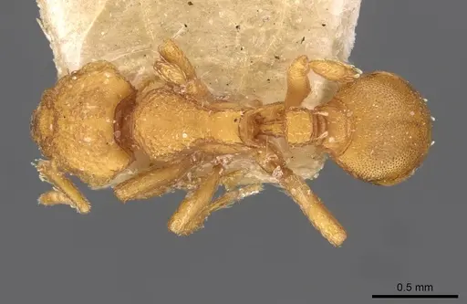 Octostruma iheringi specimen CASENT0909346 image casent0909346_1