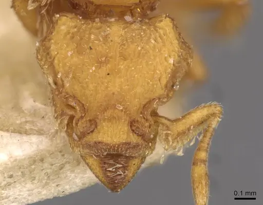 Octostruma iheringi specimen CASENT0909346 image casent0909346_2