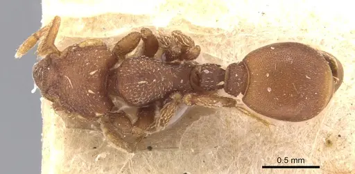 Octostruma iheringi specimen CASENT0911206 image casent0911206_1