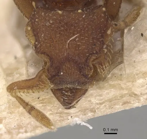 Octostruma iheringi specimen CASENT0911206 image casent0911206_2