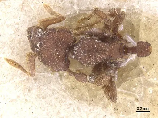 Octostruma iheringi specimen CASENT0912539 image casent0912539_1