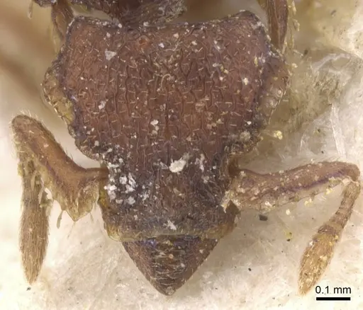 Octostruma iheringi specimen CASENT0912539 image casent0912539_2