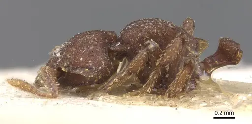 Octostruma iheringi specimen CASENT0912539 image casent0912539_3