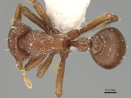 Octostruma iheringi specimen CASENT0914910 image casent0914910_1