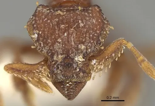 Octostruma iheringi specimen CASENT0914910 image casent0914910_2