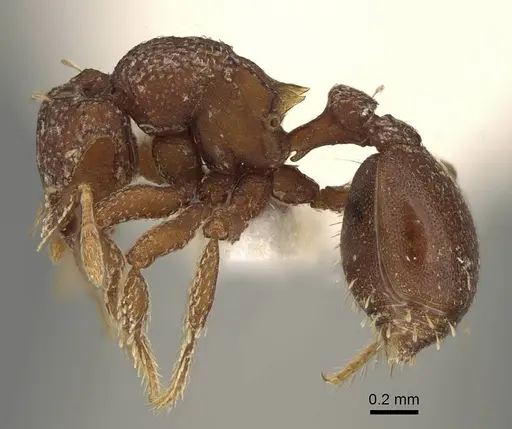 Octostruma iheringi specimen CASENT0914910 image casent0914910_3