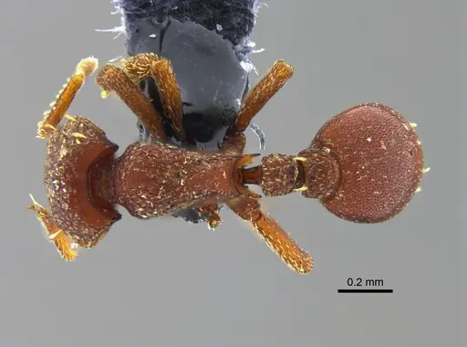 Octostruma iheringi specimen CBUMAGENT41980 image cbumagent41980_1