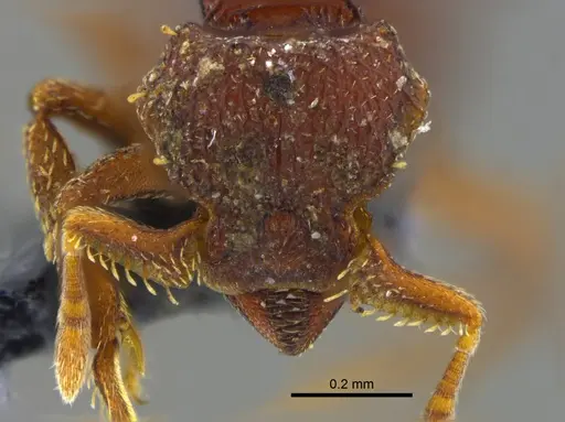 Octostruma iheringi specimen CBUMAGENT41980 image cbumagent41980_2