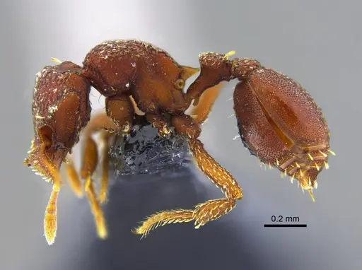 Octostruma iheringi specimen CBUMAGENT41980 image cbumagent41980_3