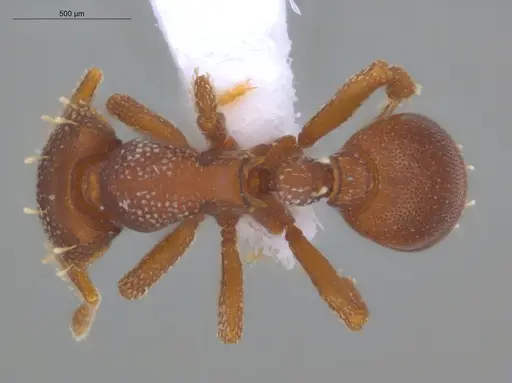 Octostruma iheringi specimen ECOFOG-BAF19-0030-03 image ecofog-baf19-0030-03_1