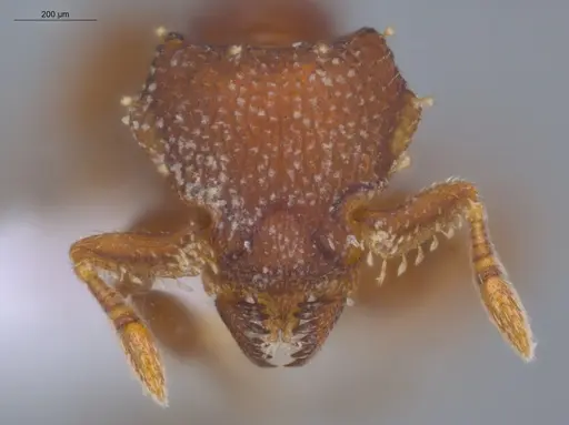 Octostruma iheringi specimen ECOFOG-BAF19-0030-03 image ecofog-baf19-0030-03_2