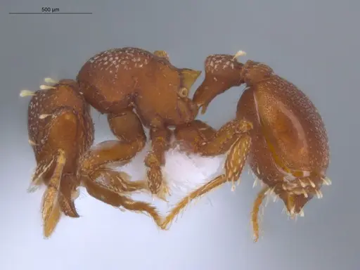 Octostruma iheringi specimen ECOFOG-BAF19-0030-03 image ecofog-baf19-0030-03_3