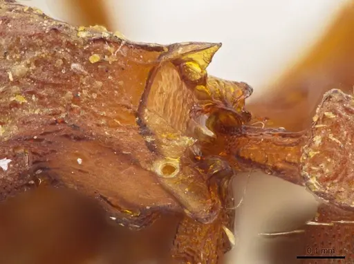 Octostruma iheringi specimen INBIOCRI001226543 image inbiocri001226543_1