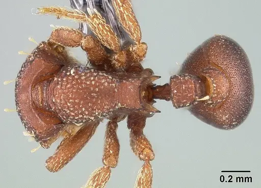 Octostruma iheringi specimen USNMENT00445693 image usnment00445693_1