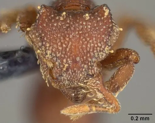 Octostruma iheringi specimen USNMENT00445693 image usnment00445693_2