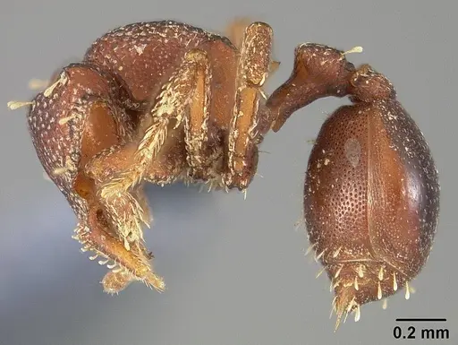 Octostruma iheringi specimen USNMENT00445693 image usnment00445693_3