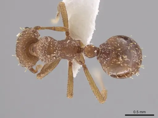 Octostruma impressa specimen CASENT0633165 image casent0633165_1