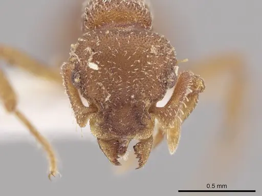 Octostruma impressa specimen CASENT0633165 image casent0633165_2
