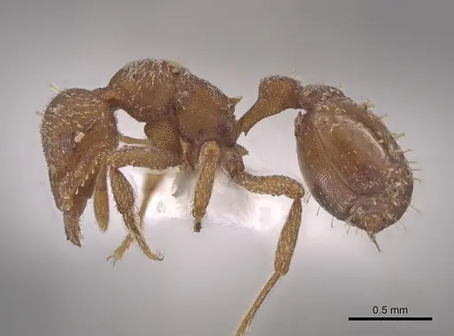Octostruma impressa specimen CASENT0633165 image casent0633165_3