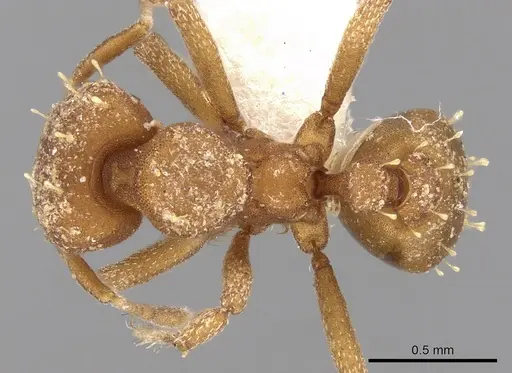Octostruma inca specimen CASENT0280763 image casent0280763_1