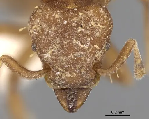 Octostruma inca specimen CASENT0280763 image casent0280763_2