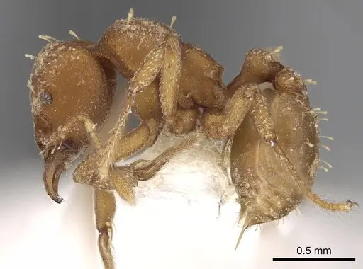 Octostruma inca specimen CASENT0280763 image casent0280763_3