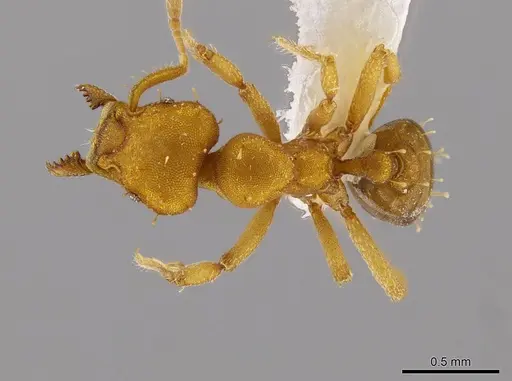 Octostruma inca specimen CASENT0639173 image casent0639173_1
