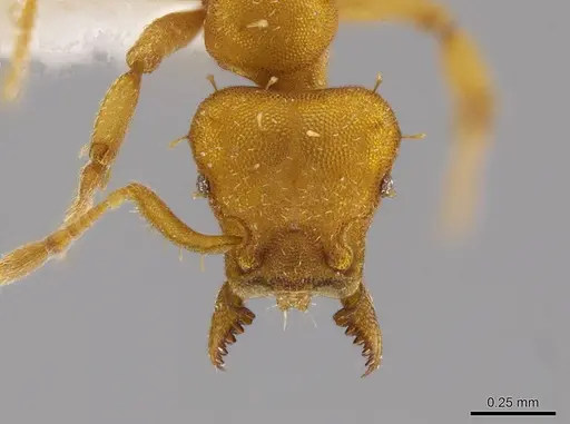 Octostruma inca specimen CASENT0639173 image casent0639173_2
