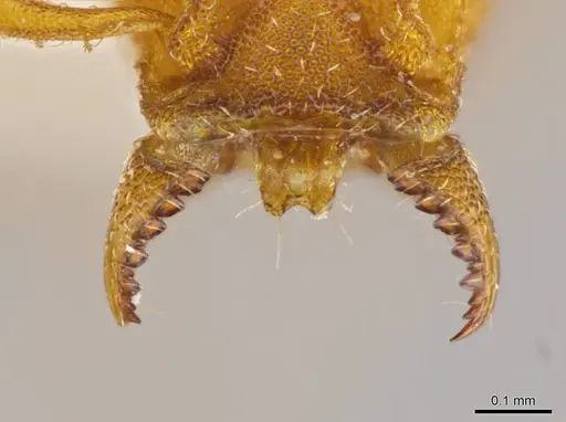 Octostruma inca specimen CASENT0639173 image casent0639173_3