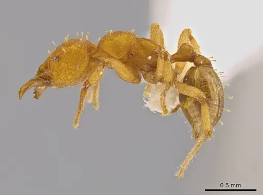 Octostruma inca specimen CASENT0639173 image casent0639173_4