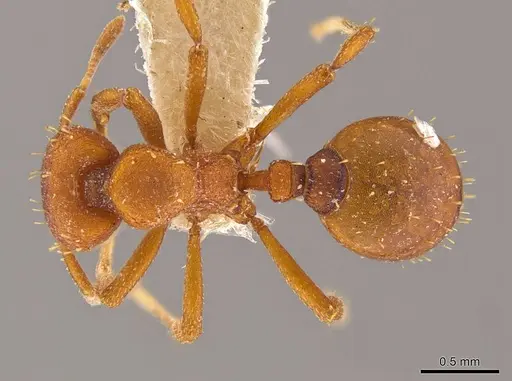 Octostruma inca specimen MCZ-ENT00030879 image mcz-ent00030879_1