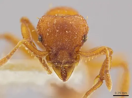 Octostruma inca specimen MCZ-ENT00030879 image mcz-ent00030879_2