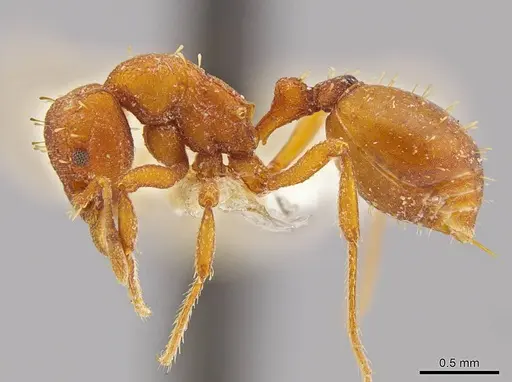 Octostruma inca specimen MCZ-ENT00030879 image mcz-ent00030879_3