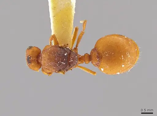 Octostruma inca specimen MCZ-ENT00303382 image mcz-ent00303382_1