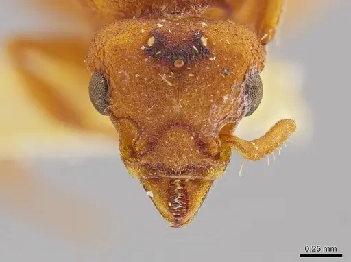 Octostruma inca specimen MCZ-ENT00303382 image mcz-ent00303382_2