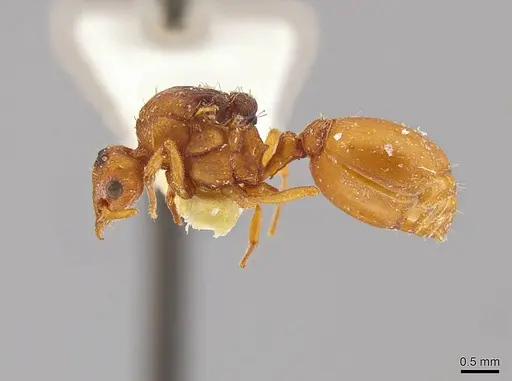 Octostruma inca specimen MCZ-ENT00303382 image mcz-ent00303382_3