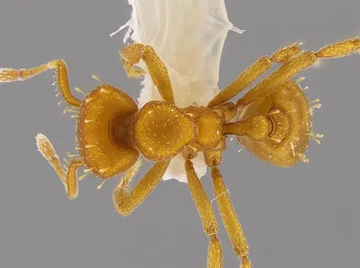 Octostruma inca specimen MCZ-ENT00511353 image mcz-ent00511353_1