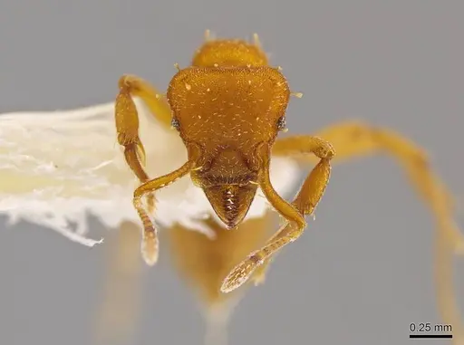 Octostruma inca specimen MCZ-ENT00511353 image mcz-ent00511353_2