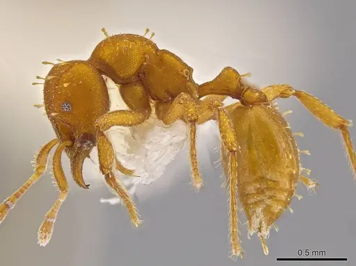 Octostruma inca specimen MCZ-ENT00511353 image mcz-ent00511353_3