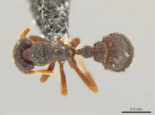 Octostruma leptoceps specimen CASENT0617645 image casent0617645_1