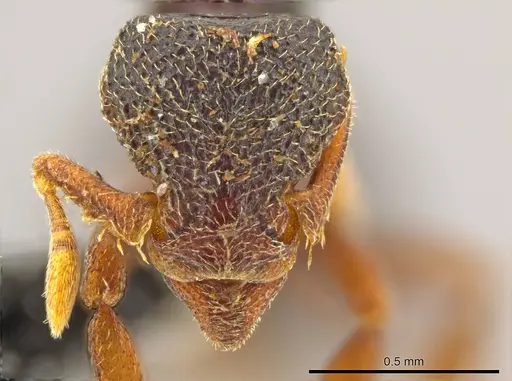 Octostruma leptoceps specimen CASENT0617645 image casent0617645_2