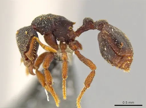 Octostruma leptoceps specimen CASENT0617645 image casent0617645_3