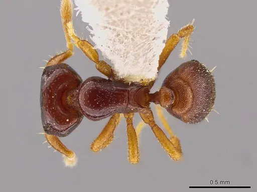 Octostruma limbifrons specimen MCZ-ENT00511414 image mcz-ent00511414_1