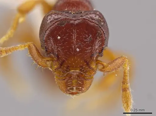 Octostruma limbifrons specimen MCZ-ENT00511414 image mcz-ent00511414_2