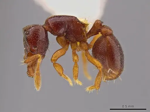 Octostruma limbifrons specimen MCZ-ENT00511414 image mcz-ent00511414_3