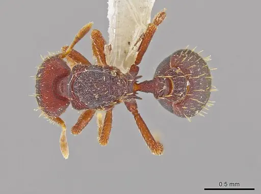 Octostruma lutzi specimen CASENT0630322 image casent0630322_1
