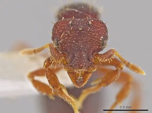 Octostruma lutzi specimen CASENT0630322 image casent0630322_2