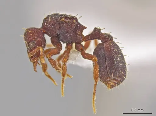 Octostruma lutzi specimen CASENT0630322 image casent0630322_3