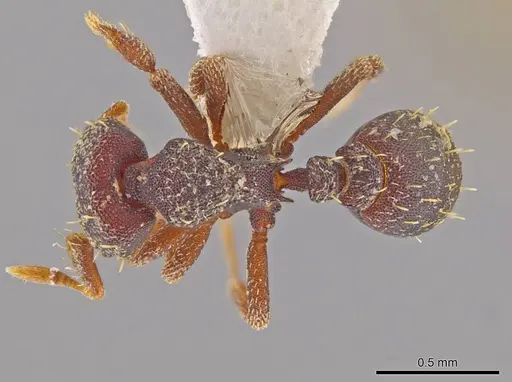 Octostruma lutzi specimen CASENT0630337 image casent0630337_1
