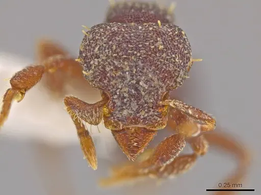 Octostruma lutzi specimen CASENT0630337 image casent0630337_2